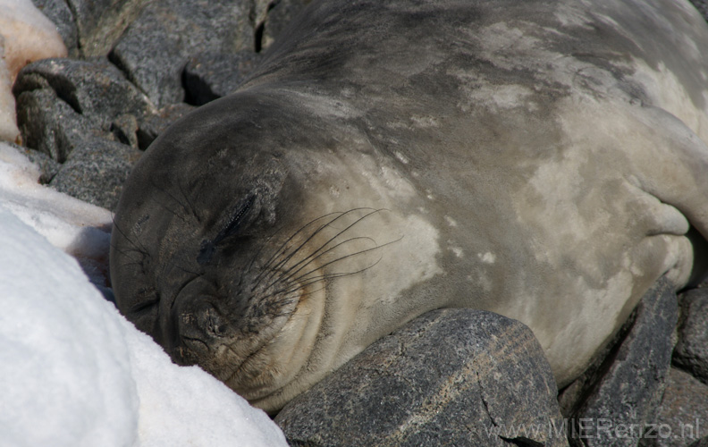 20081226 A (22) Jougla Point -  jonge zeeolifant