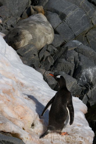 20081226 A (62) Jougla Point -  jonge zeeolifant en passerende pinguin