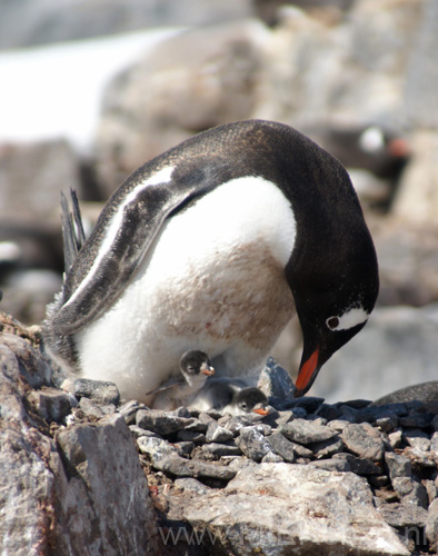 20081226 D (33) Jougla Point -  Ezelspinguins