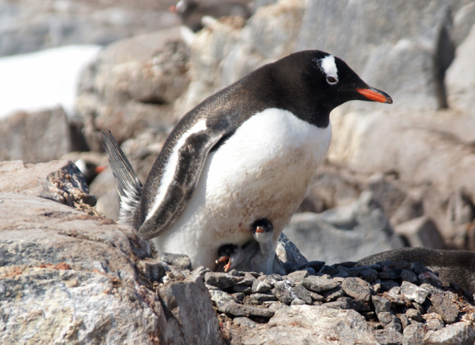 20081226 D (36) Jougla Point -  Ezelspinguins