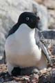 20081224 A (84) Petermann Island - Adéliepinguins