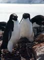 20081224 A (94) Petermann Island - Adéliepinguins