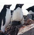 20081224 A (99) Petermann Island - Adéliepinguins