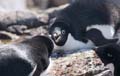 20081224 B (21) Petermann Island - Adéliepinguins