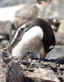 20081226 D (33) Jougla Point -  Ezelspinguins