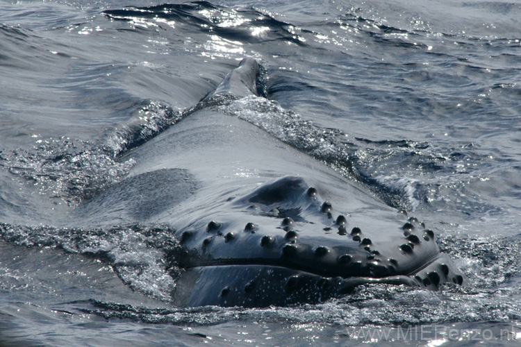 20081216 A (60) Drake Passage - walvis bij de boot