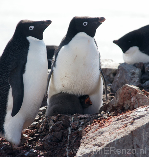 20081224 A (99) Petermann Island - Adéliepinguins