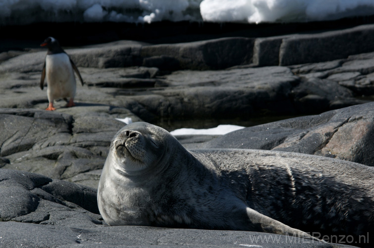 20081226 B (76) Jougla Point -  Weddelseal