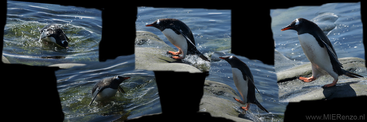 20081226 C (27)  Jougla Point -  pinguins