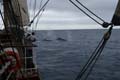 20081216 A (49) Drake Passage - schoonzwemmen van walvissen