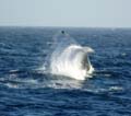 20081216 A (92) Drake Passage - en weer walvissen