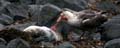 20081217 C (71) Landing Barrientos Island - roofvogel eet zeehond