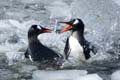 20081226 D (46) Jougla Point -  Ezelspinguins