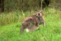 20110401105056 Onze eerste kangaroes (met kind!)