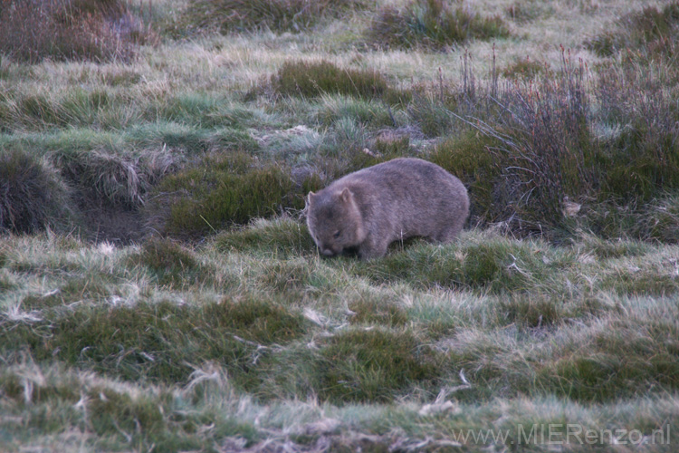 20110405175626 Gradle Mountains - Wombat