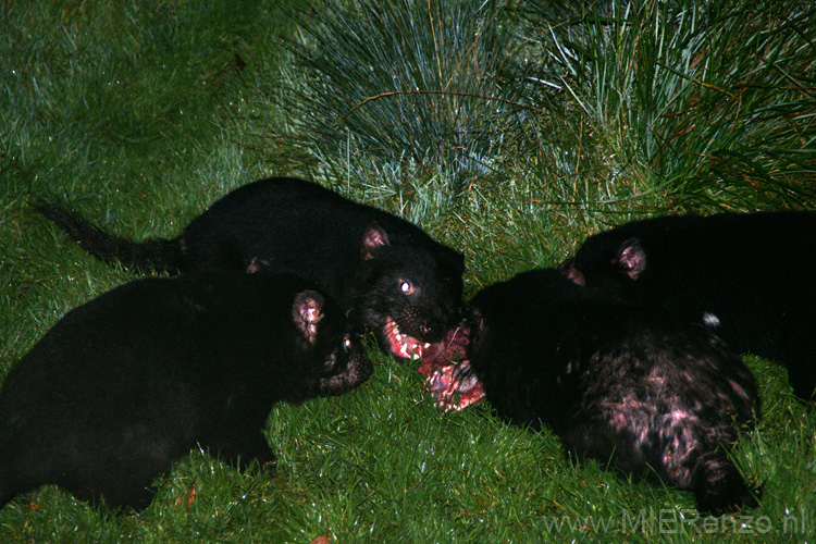 20110405212155 Gradle Mountains - Tasmanian Devils!