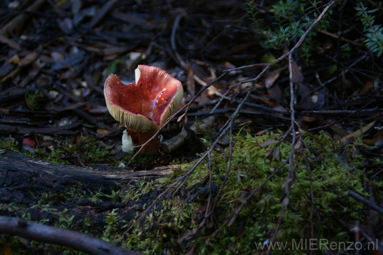 20110407113027 Paddestoelen! Het is hier herfst