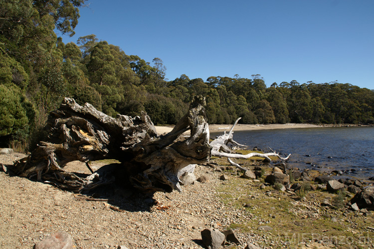 20110407130712 Lake st Claire