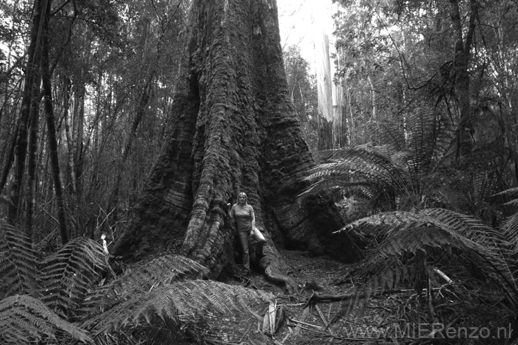 20110407154351 Russell Falls - Big trees