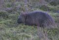 20110405174807 Gradle Mountains - Wombat