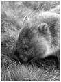 20110405180042 Gradle Mountains - Wombat