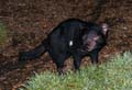 20110405214714 Tasmanian Devil