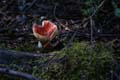 20110407113027 Paddestoelen! Het is hier herfst