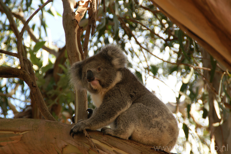 20110416102231 Koala