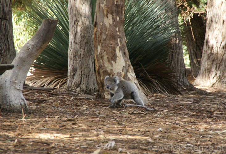 20110416104850 Koala op de grond