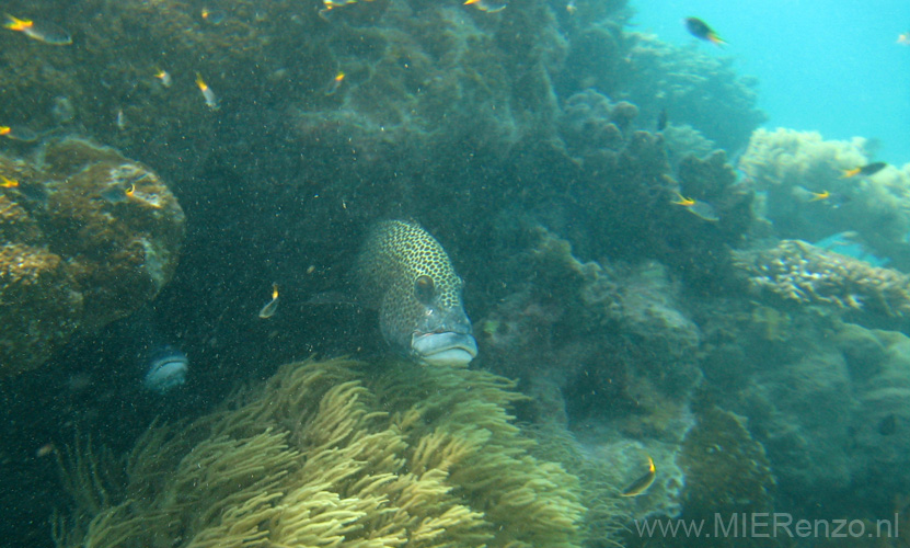 20110429150209 Great Barrier Reef