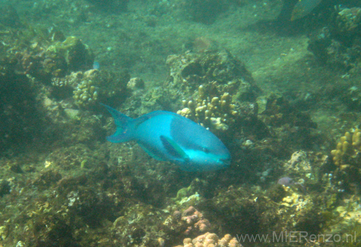 20110501094011 Great Barrier Reef