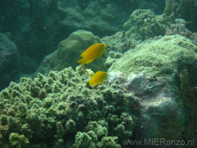 20110502092331 Great Barrier Reef