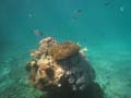 20110501140917 Great Barrier Reef