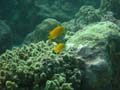 20110502092331 Great Barrier Reef