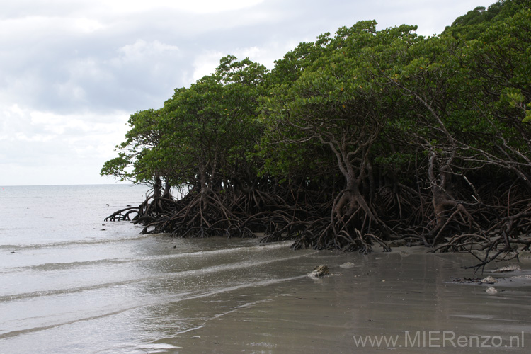 20110505115453 Mangroven Cape Tribulation