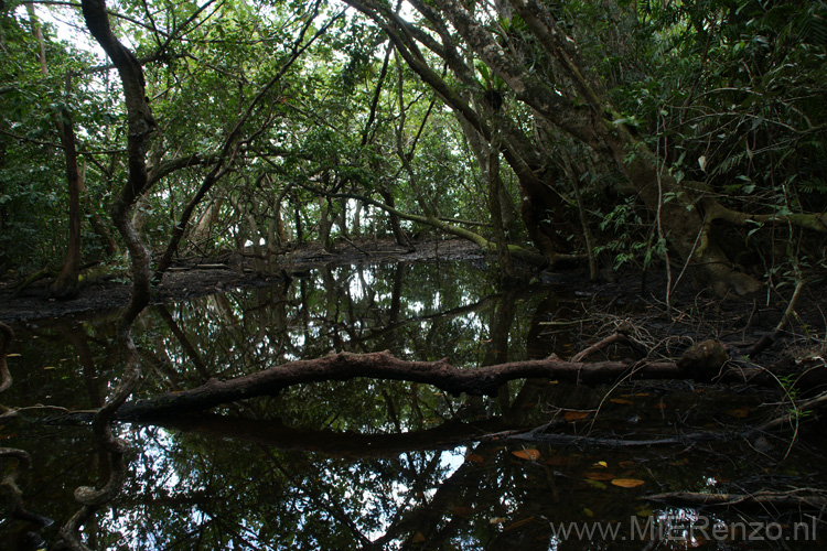 20110505121837 Cape Tribulation