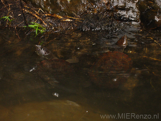 20110505151535 Schildpadjes