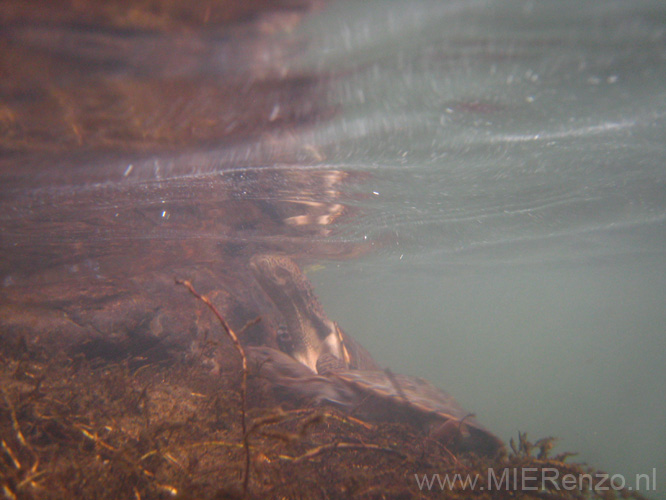 20110505152404 Schildpad onder water