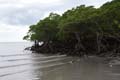 20110505115453 Mangroven Cape Tribulation