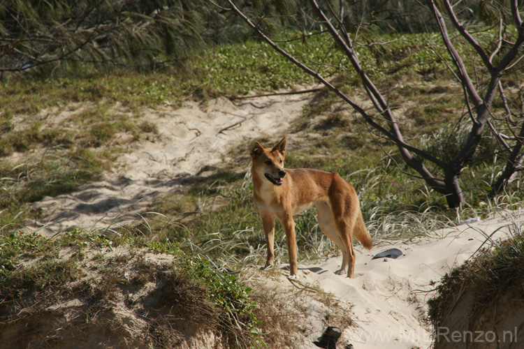 20110426125457 Dingo!