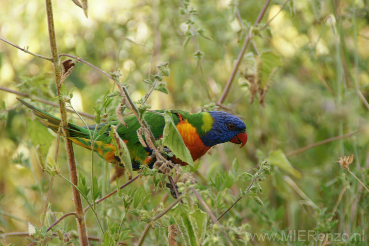 20110503163438 Gave vogels