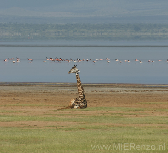 20100125170447 TanZanM - Lake Manyara NP - Giraf en laag overvliegende flamingo's