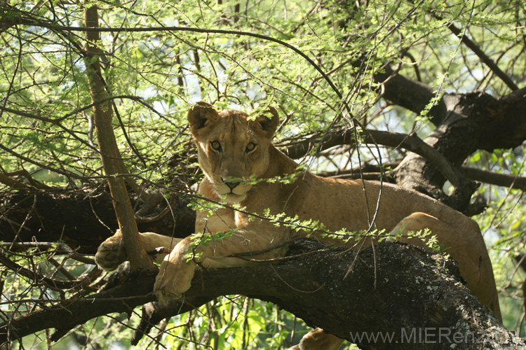 20100126091053 TanZanM - Lake Manyara NP - Boomklimmende leeuwen!!!