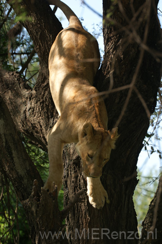 20100126092131 TanZanM - Lake Manyara NP - Boomklimmende leeuwen!!!