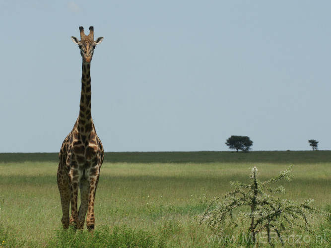 20100127140726 TanZanM - Serengeti NP