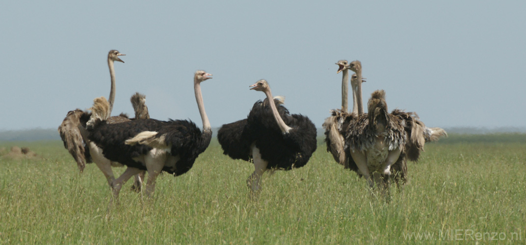 20100127141225 TanZanM - Serengeti NP - struisvogels