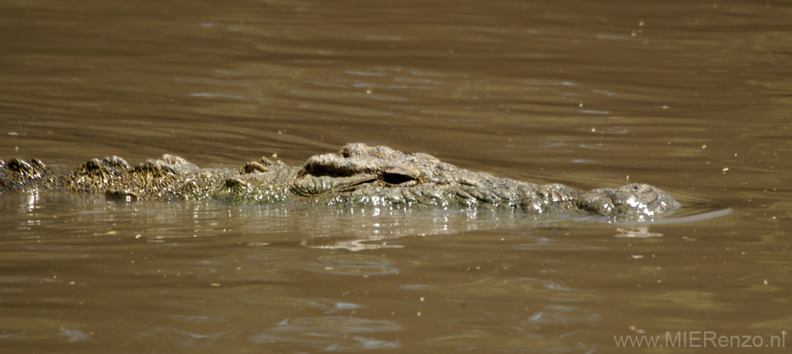20100128130855 TanZanM - Serengeti NP - Krokodil