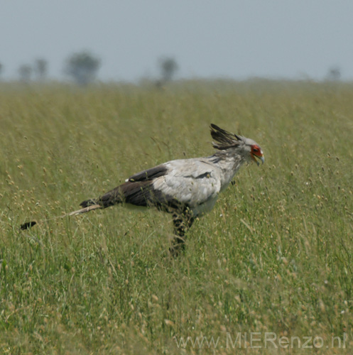 20100129121943 TanZanM - Serengeti NP - Secretary Bird