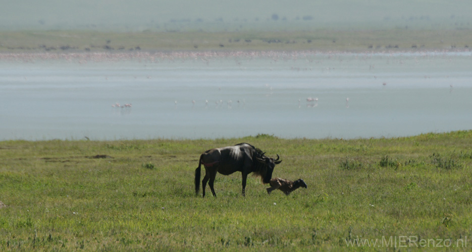 20100131100339 TanZanM - Ngorongoro Krater - net geboren wildebeest