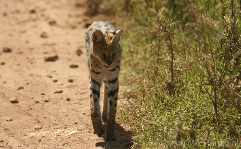 20100131111758 TanZanM - Ngorongoro Krater - Cerval Cat
